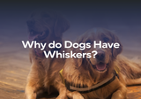 Why Do Dogs Have Whiskers?