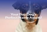 Your Boy Dog's Perfect Name Awaits!