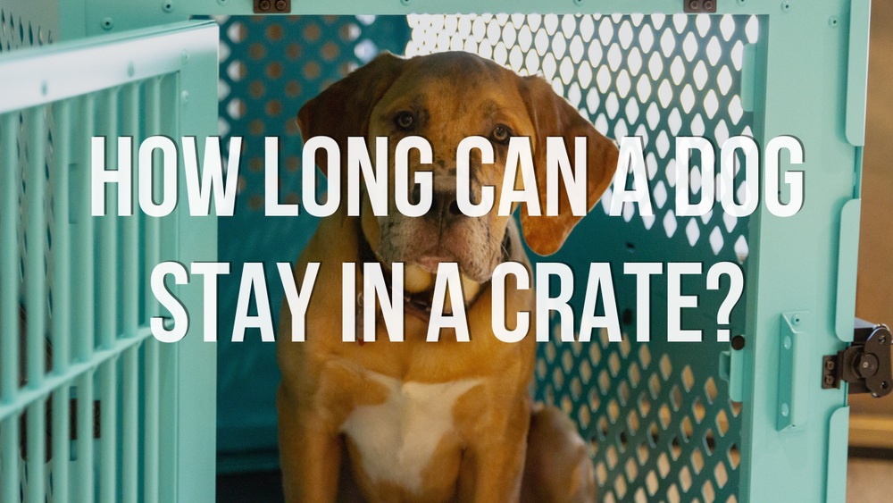 Crate Training - Our Companions Animal Rescue