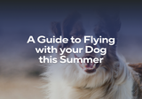 A Guide to Flying with Your Dog this Summer