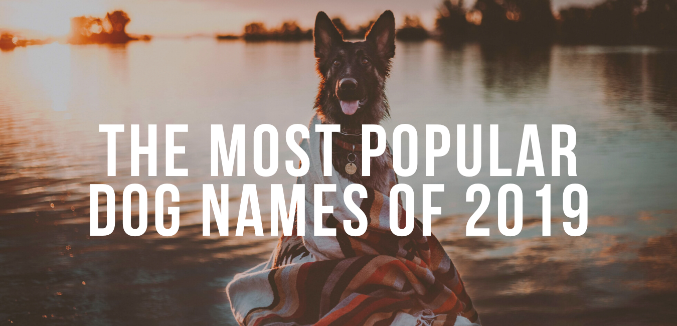 The Most Popular Dog Names of 2019 – Impact Dog Crates