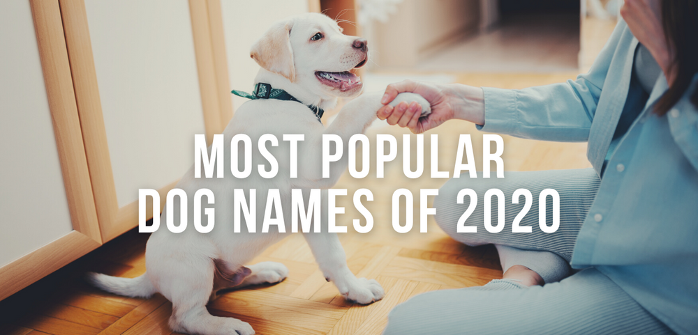 2020 on sale dog names