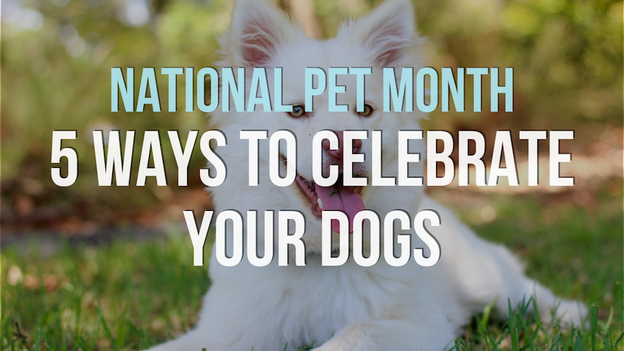National Love Your Pet Day: Ways to give furry friends extra TLC