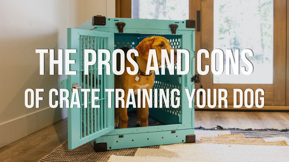 Crate Training - Our Companions Animal Rescue