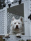 a white dog sitting inside of the collapsible dog crate