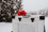 White collapsible dog crate in the snow with a red ribbon