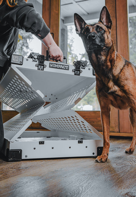 dog and half collapsed dog crate