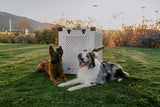 2 dogs sitting in front of their collapsible dog crate