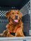 A golden retriever sitting inside of their gray collapsible dog crate enjoying the breeze