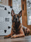 German Shepherd sitting in front of their White High Anxiety Dog Crate