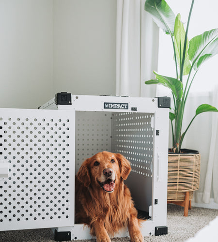 Golden Retriever Laying Down Inside of a white High Anxiety Crate with the door open