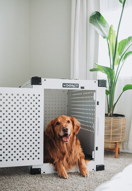 Golden Retriever Laying Down Inside of a white High Anxiety Crate with the door open