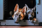 two dogs inside of a high anxiety crate