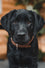 portrait photo of a black lab puppy with a brown color