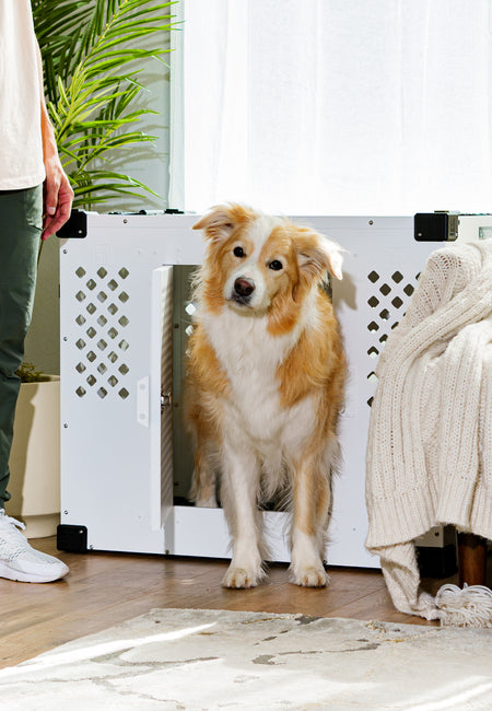 Border Collie Sitting inside of a white stationary dog crate with a side door