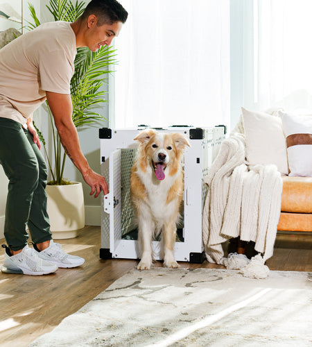 Border collie standing outside of their stationary dog crate in a modern well lit room