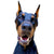 axel the doberman profile picture