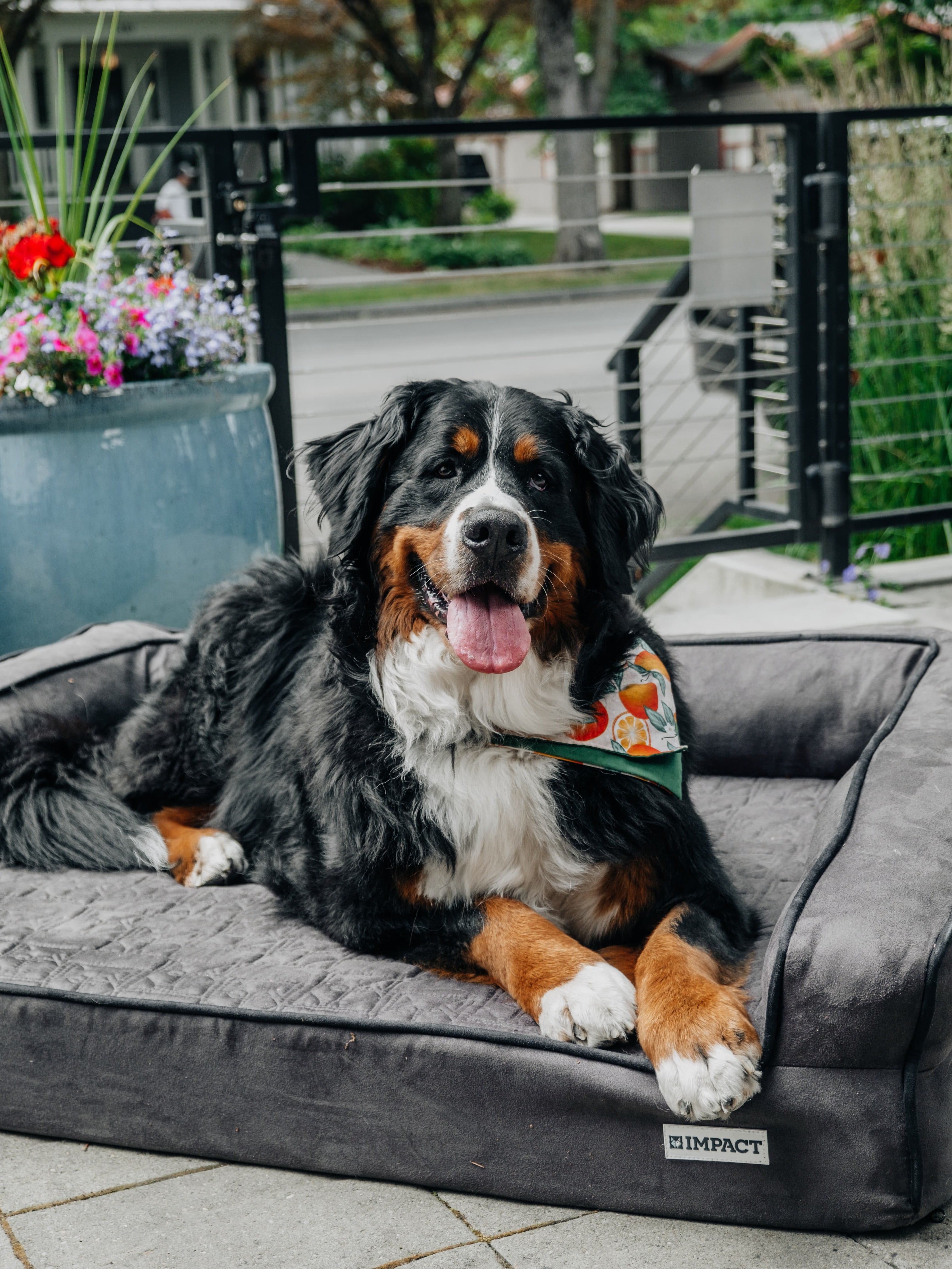 Jakes dog, a bernese mountain dog, named cali