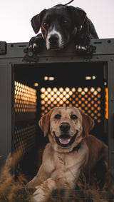 two dogs in a field inside of a crate